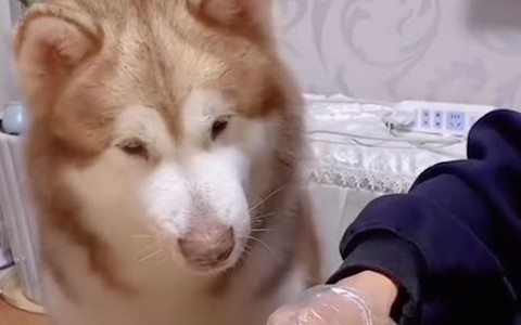 Chú chó xin đùi gà còn bắt sen chấm muối