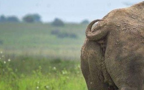 Những khoảnh khắc khó đỡ trong 'thế giới động vật'