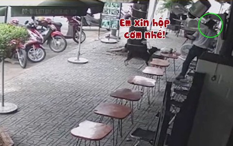 Chú chó đánh lạc hướng khách để trộm hộp cơm tấm