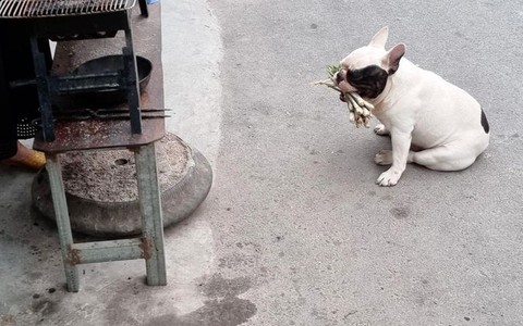 Ảnh vui 1/6: Chú chó mang bó sả đi 'mua' thịt xiên