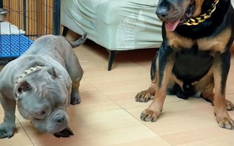 Pitbull bị cậu mực dằn mặt không dám ăn