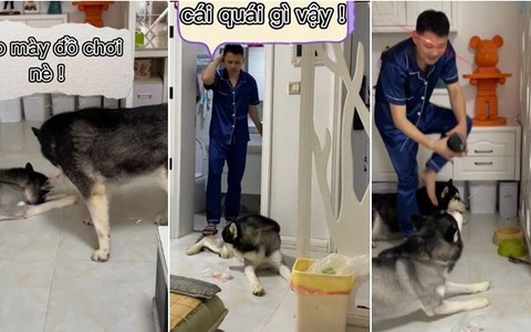 Husky bị chủ đánh đòn vì đồng bọn 'gắp lửa bỏ tay người'