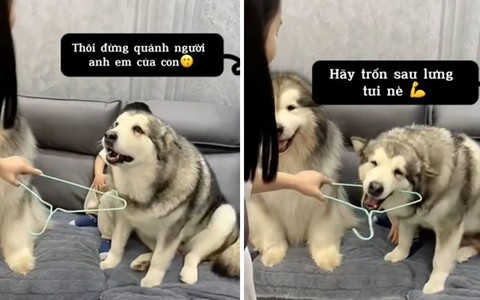 Chú chó làm lá chắn cho cậu chủ khi bị mẹ đánh