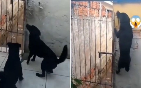 Chú chó nhảy lên tường mở cổng rào trốn đi chơi