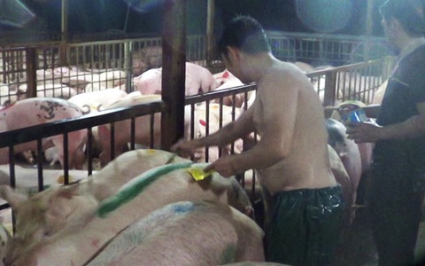 Đề xuất cho lò mổ Xuyên Á sớm hoạt động lại