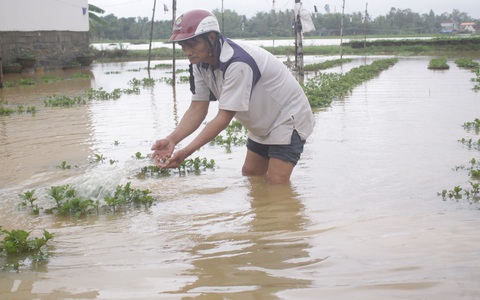 Làng hoa miền Trung ‘mất tết’ vì lũ