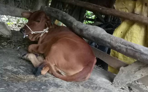 Hỗ trợ người nghèo bò... lở mồm long móng
