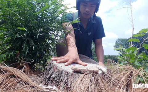 Xác định đối tượng liên quan đến vụ phá rừng đặc dụng ở Huế