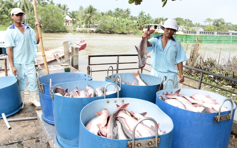 Tăng thuế đột biến, cá tra nguy cơ mất thị trường Mỹ