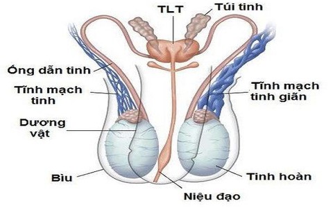 Giãn tĩnh mạch tinh ở tuổi thiếu niên