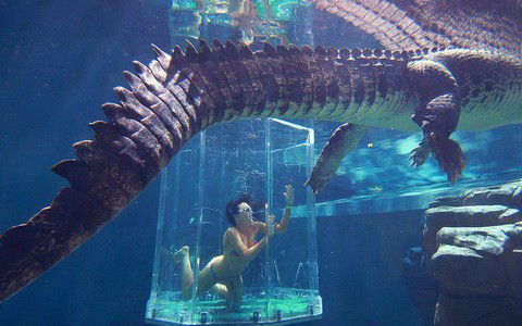 Xem clip cô gái mặc bikini bơi trong 'lồng giam tử thần'