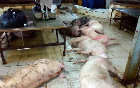 Nguy cơ “đạm giả” ảnh hưởng sức khỏe