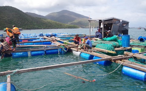 Tảo nở hoa gây chết cá hàng loạt ở vịnh Vân Phong