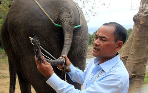 Xót xa những chú voi bị nhổ trụi lông đuôi để bán
