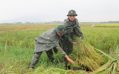 250 chiến sĩ trẻ xuống đồng gặt lúa giúp dân chạy lụt