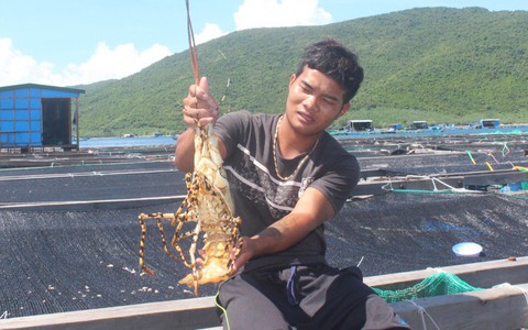 Tảo độc xuất hiện dày đặc trên vịnh Vân Phong
