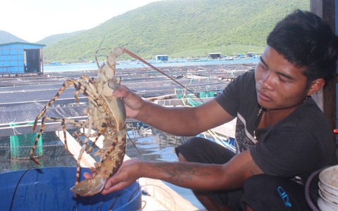 "Thủ phủ tôm hùm" lại lao đao