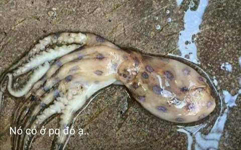 Bí thư, chủ tịch Phú Quốc: Mực loang cắn 20 phút chết là tin giật gân