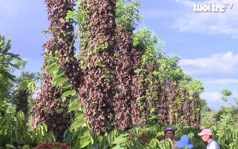 Cạn nước mắt khi cả ngàn trụ tiêu bị kẻ xấu hủy hoại