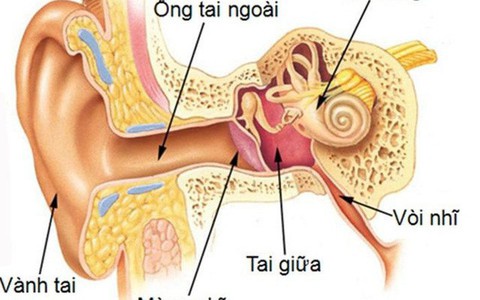 Tai bị ù như ve kêu, có nên cấy chỉ huyệt đạo?