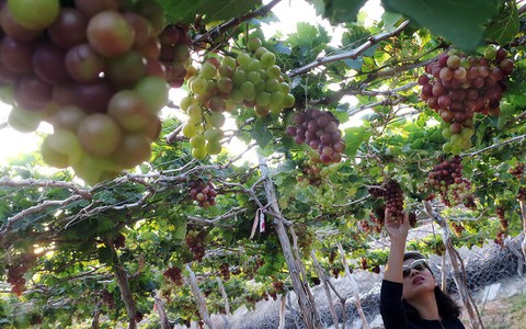 Thực phẩm nên dùng đầu năm