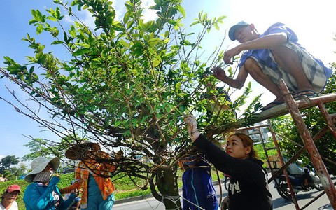 Lặt lá mai đón Tết