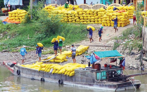 Bỏ gánh nặng cho hạt gạo Việt