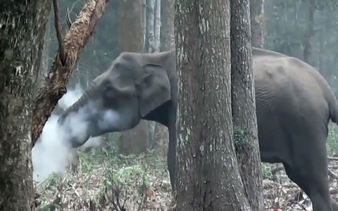 Video voi ‘nhả khói’ làm bối rối khoa học gia