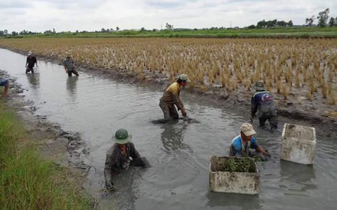 Kẻ giấu mặt dưới nước ngầm, sau nước dâng