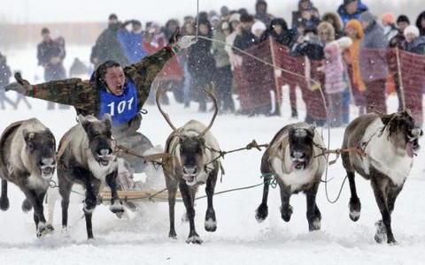 Độc đáo đua tuần lộc tại Siberia