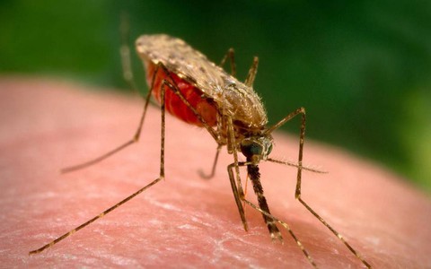 Sốt rét thay đổi mùi của bệnh nhân, làm họ càng 'hấp dẫn' muỗi