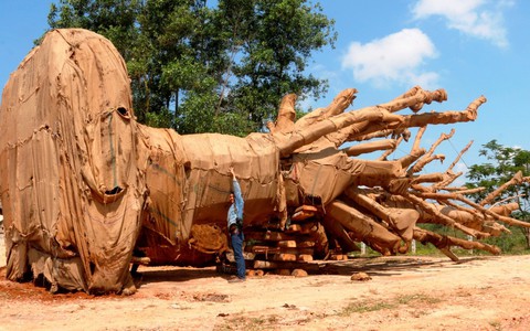 Kiểm lâm Thừa Thiên - Huế vào cuộc xác định nguồn gốc ba cây 'siêu khủng'