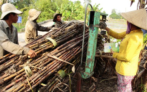 Hậu Giang phát động mua đường hỗ trợ doanh nghiệp