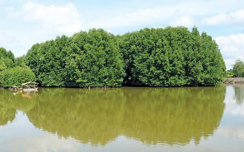 Trồng rừng đước nuôi tôm