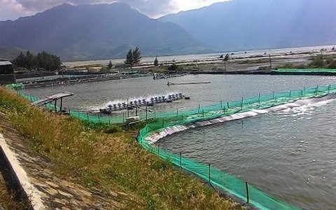 Hàng nghìn người dân "treo" ao vì giá tôm xuống thấp