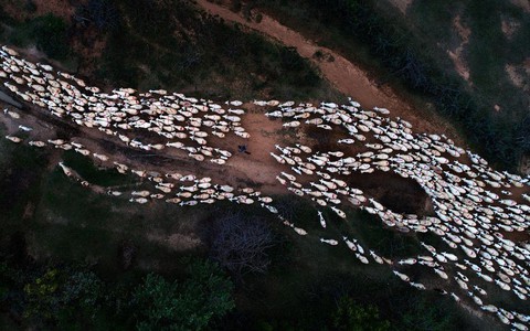 'Đàn cừu trở về' ở Ninh Thuận nổi bật trên National Geographic