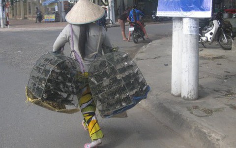 Phóng sanh ngày càng 'trần tục hóa', liệu có còn ý nghĩa?