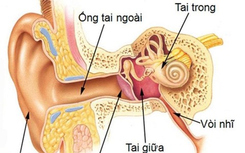 Vì sao màng nhĩ dễ bị thủng?