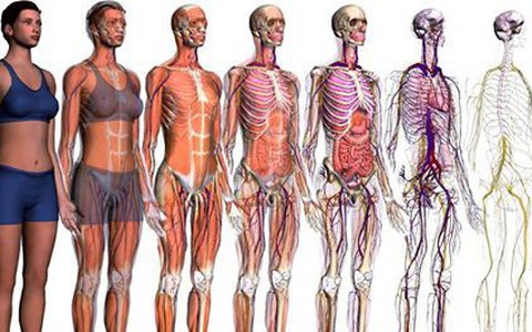 Cơ thể người có giá vài chục tỉ trên chợ đen