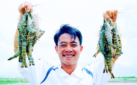 Khởi nghiệp nuôi tôm sạch từ... phòng trọ