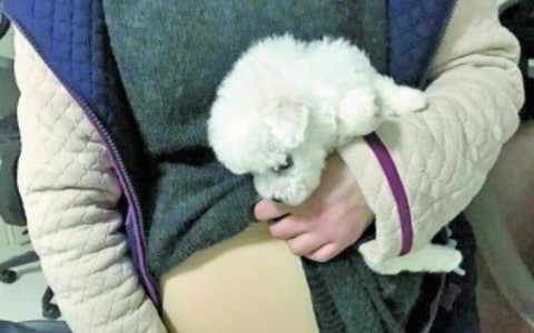 Sinh viên Trung Quốc bị phạt vì nhét chó vào bầu giả lên máy bay