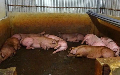 Lò mổ Xuyên Á và Xuân Thới Thượng hoạt động trở lại