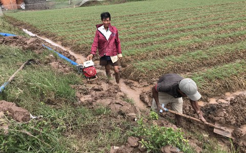 Nông dân trồng hành tím ở Sóc Trăng phập phồng lo âu