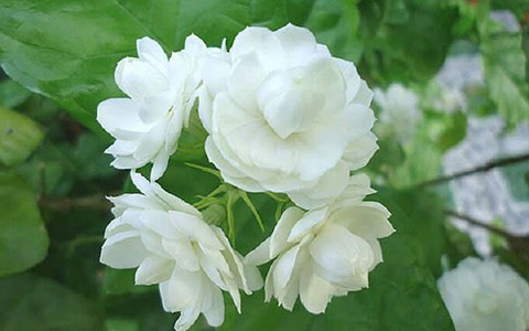 Tâm sự của hoa nhài