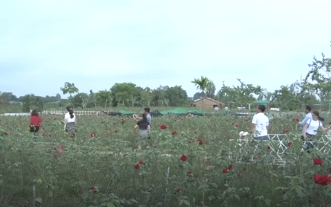 Video: Cánh đồng hoa hồng mở cửa miễn phí nhân ngày 20-10