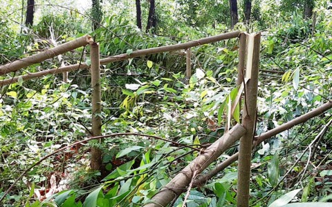 Hơn 4.000 cây keo rừng trồng của dân bị kẻ xấu chặt đứt ngang