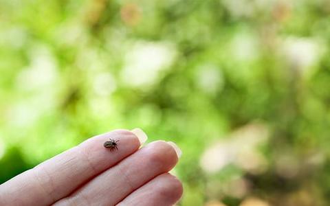 Một vết cắn của ve có thể khiến bạn cả đời không thể ăn thịt