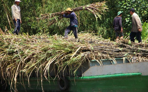 1 tấn mía, Brazil tốn 16 USD, Úc 18 USD, Thái Lan 30 USD, còn VN 40-50 USD