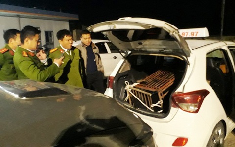 Giữa trận chung kết, thuê taxi chở gấu nặng 140kg đi bán bị bắt quả tang
