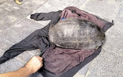 Câu trộm rùa hơn 10kg nổi lên ở hồ Hoàn Kiếm, bị dân trình báo